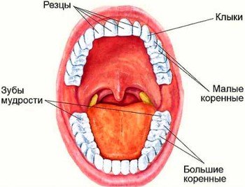 Строение полости рта